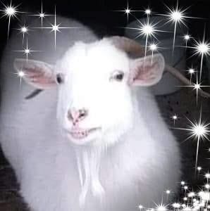 Meet your Posher, Sylvia